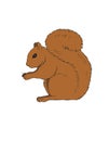 Squirrel with a nut forest woodland animal