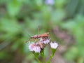 Little brown rice ear bug crawling on top of grass flower Royalty Free Stock Photo