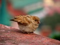 Little Brown Sparrow Royalty Free Stock Photo