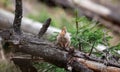 Little brown squirrel playing in the forest