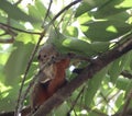 Little Brown Squirrel On A Tree Branch