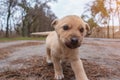Little brown street puppy lion-like