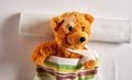 Little brown teddy bear lying in a hospital bed Royalty Free Stock Photo
