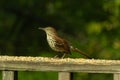 Little brown thrasher on the wooden railing of the deck. The menacing yellow eyes seem to glow. The speckled belly is puffed out.