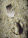 Bird feather in sand at beach Royalty Free Stock Photo