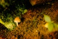 Little brown and white mushroom alone Royalty Free Stock Photo