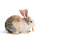 Little brown and white rabbit eating carrot on isolated white background with clipping path. It`s small mammals in the family Royalty Free Stock Photo