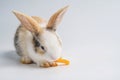 Little brown and white rabbit eating carrot on isolated white background with clipping path. It`s small mammals in the family Royalty Free Stock Photo