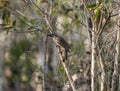 Little brush wattlebird in a tree Royalty Free Stock Photo