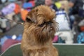 Little Brussels Griffon Dog with his tongue out of his mouth, on a leash.