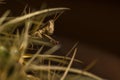 A little brwon grasshopper ambush in the cactus thorns