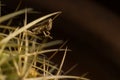 A little brwon grasshopper ambush in the cactus thorns