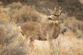 Little Buck in front of a rock Royalty Free Stock Photo