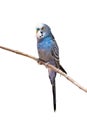 Little budgie parrot Royalty Free Stock Photo