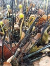 Little buds of adiantum raddianum