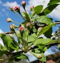 Little buds on branch