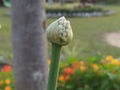 Little buds waiting to bloom and see the world