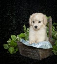 Little Buff Puppy Royalty Free Stock Photo