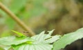 little bug climbing on leaf in garden Royalty Free Stock Photo