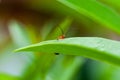 Little bug climbs on leaf Royalty Free Stock Photo