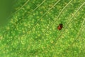 A little bug on green leaf Royalty Free Stock Photo