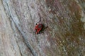 This little bug has stricking colors.. red and black