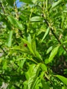 A little bug - ladybug on a green leaf Royalty Free Stock Photo