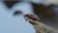 Little bug on a leaf Royalty Free Stock Photo