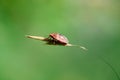 Little bug skunk on thin grass. Macro photo Royalty Free Stock Photo