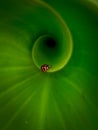 Little bugs on spiral green leaf Royalty Free Stock Photo