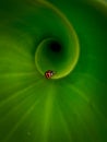 Little bugs on spiral green leaf