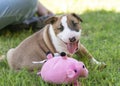 Little bull terrier puppy on the grass smiling