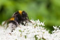 Little Bumble bee busy gathering nectar in summer Royalty Free Stock Photo