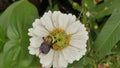 Little bumble bee buzzing on a flower Royalty Free Stock Photo