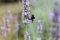 Little bumble bee collects pollen on a lavender flower Royalty Free Stock Photo