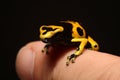 Little Bumblebee Poison Dart Frog baby on finger