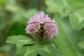 Little bumblebee sitting on a clover Royalty Free Stock Photo