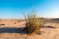 Little bunch of green grass in sand on the desert