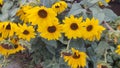 A little bunch of sunflowers