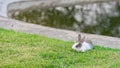 Little bunnies were happy on green lawn, grazing young shoots with gusto. Empty space for enter text