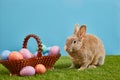 Little Bunny In Basket With Decorated Eggs - Easter Card. Copy space Royalty Free Stock Photo