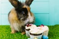 Little Bunny In Basket With Decorated Eggs and Easter CupCake - Easter Card Royalty Free Stock Photo