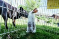 Cute little bunny and dog are watching each other