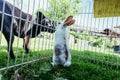 Cute little bunny and dog are watching each other