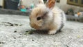 Little bunny is eating grass Royalty Free Stock Photo