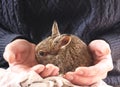 Little bunny in female hands Royalty Free Stock Photo