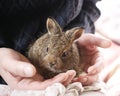 Little bunny in female hands Royalty Free Stock Photo