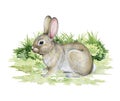 Little bunny on the grass. Watercolor illustration. Hand drawn small adorable bunny. Forest, park, meadow and farm