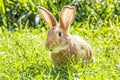 Little bunny in green grass, Easter time