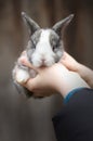 Little bunny in hands